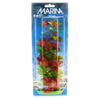 Marina Red Ludwigia Plant