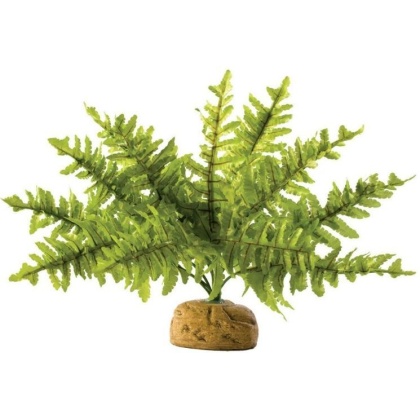 Exo Terra Boston Fern Terrarium Plant